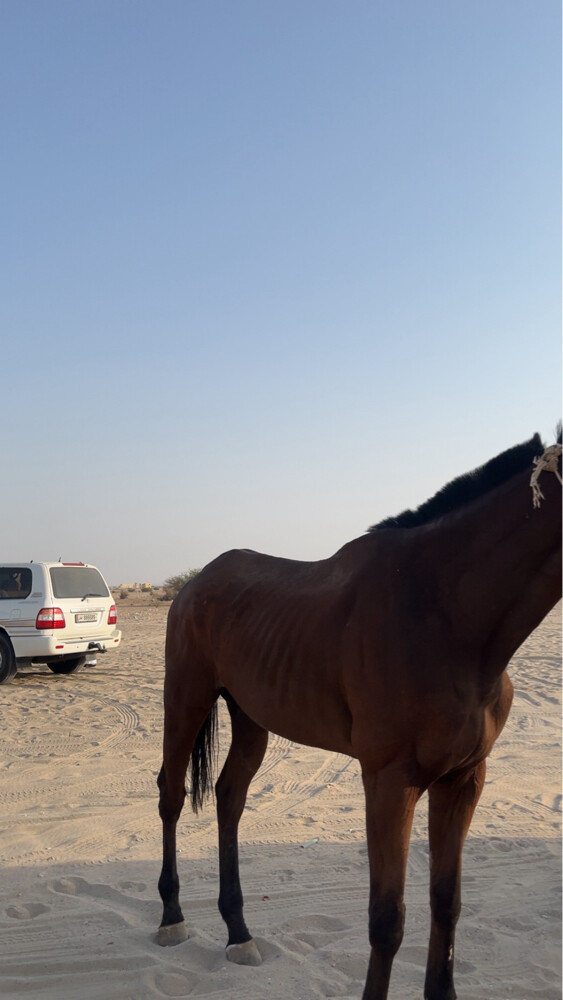 الحصان كفو - 5