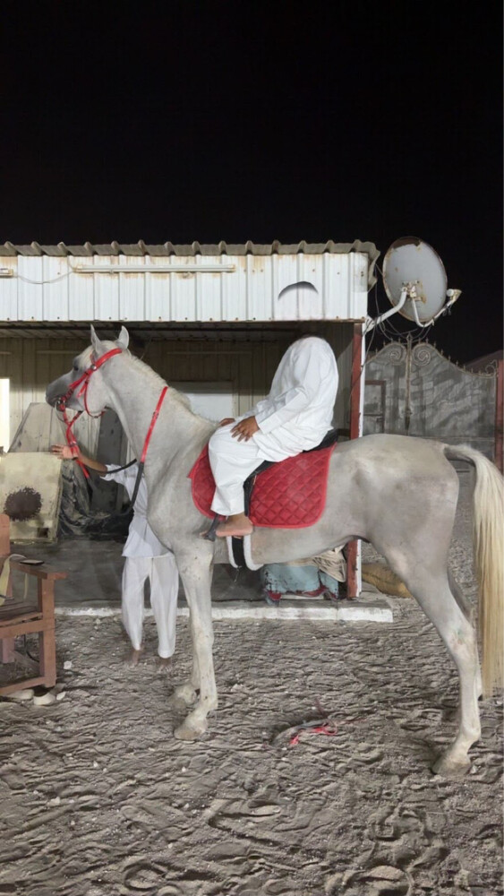 حصان عربي معه جواز - 2