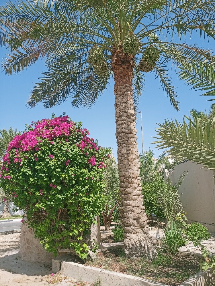 Al Balushi - 7