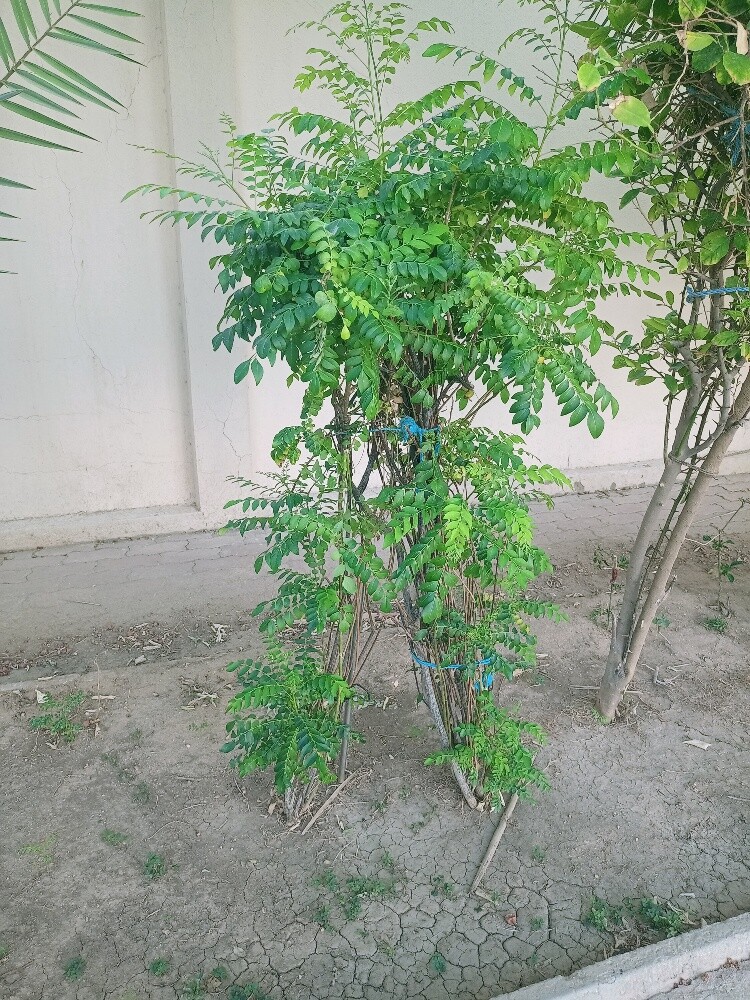 Al Balushi - 6