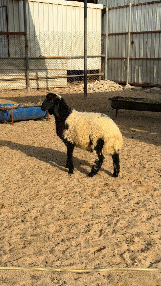 هرفي فل  - 1