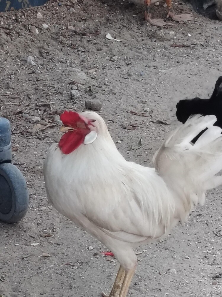 hen with egg and chicks defirant - 4
