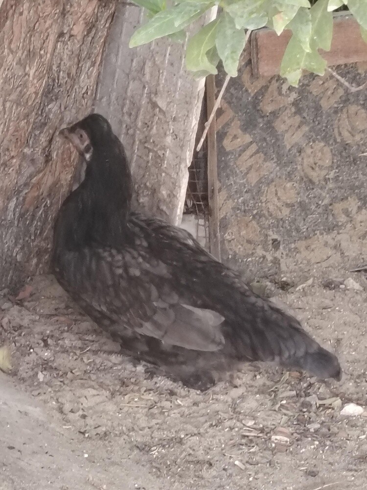 hen with egg and chicks defirant - 2
