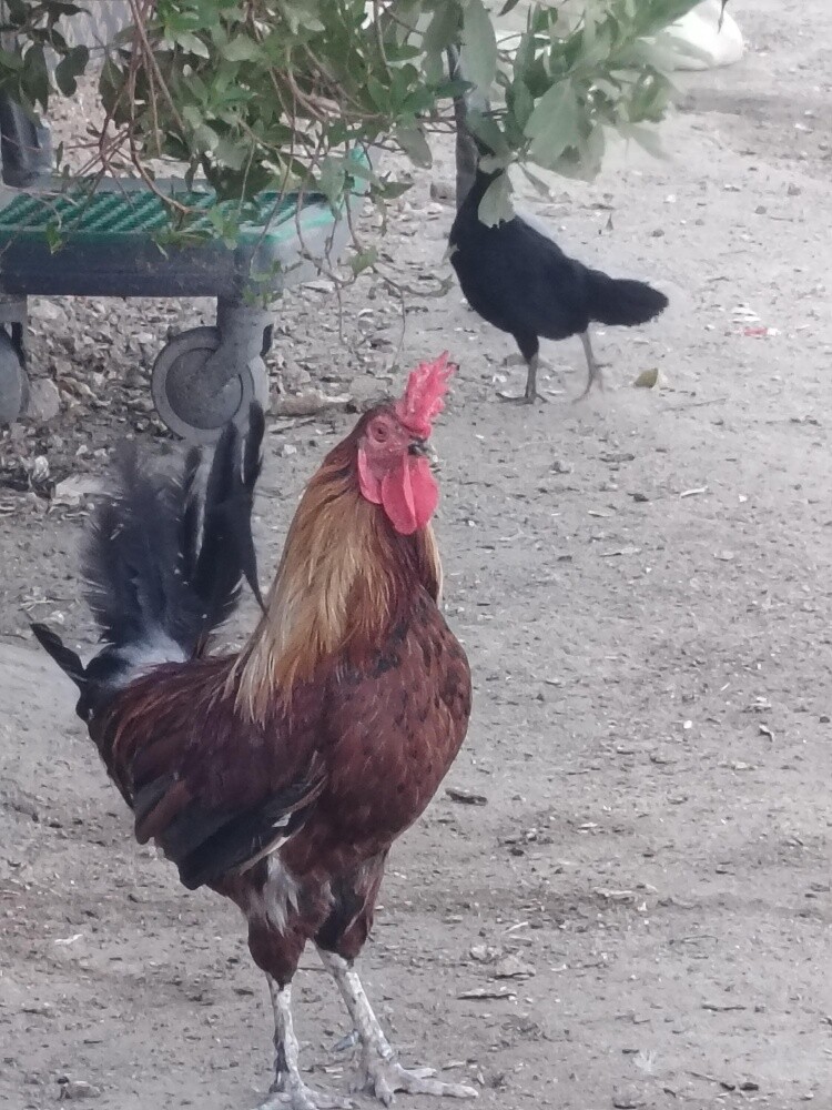 hen with egg and chicks defirant - 3