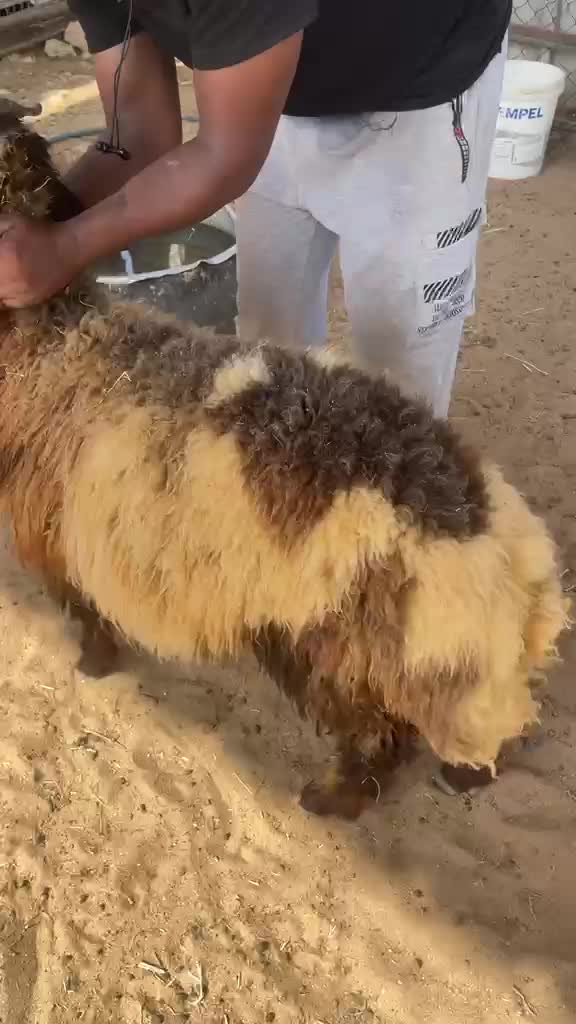 هرفي فل الفل   - 2
