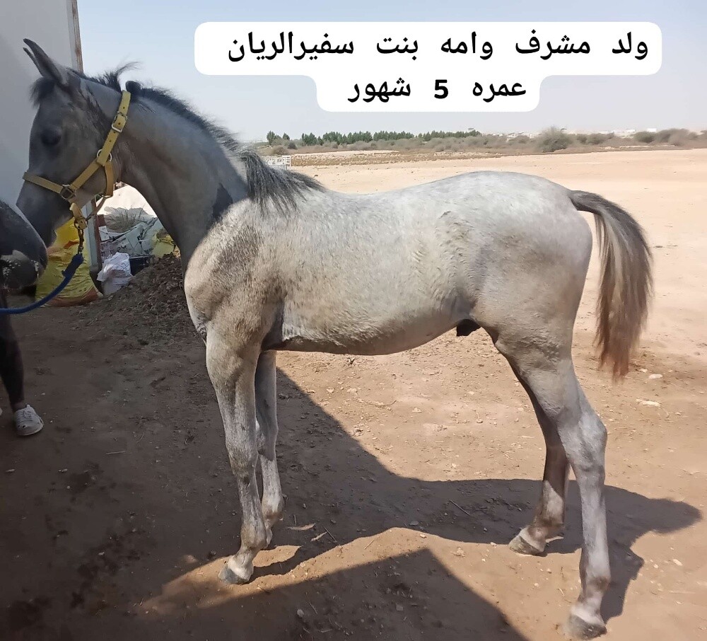 hors fool - 1