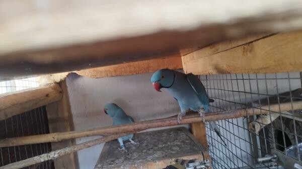 Indian ring neck  breeding pairs - 7