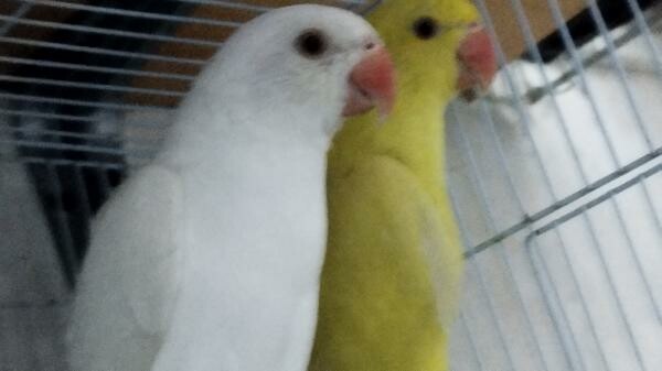 Indian ring neck  breeding pairs - 5