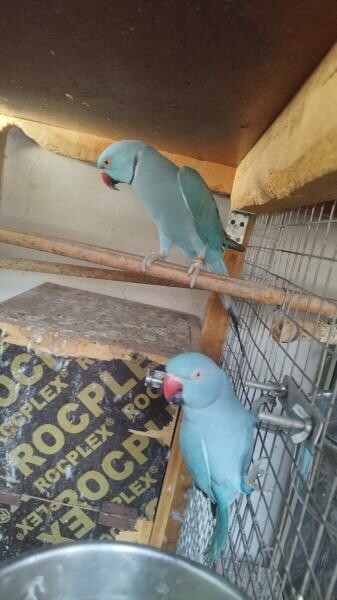 Indian ring neck  breeding pairs - 8