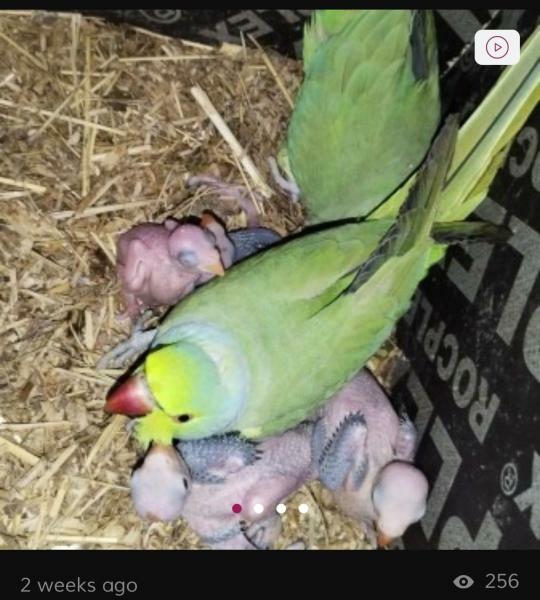 Indian ring neck  breeding pairs - 11