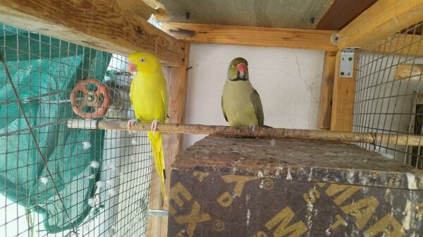 Indian ring neck  breeding pairs - 9