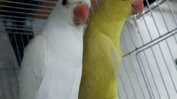 Indian ring neck  breeding pairs - 4