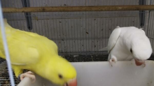 Indian ring neck  breeding pairs - 6