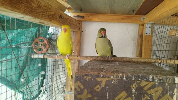 Indian ring neck  breeding pairs - 10