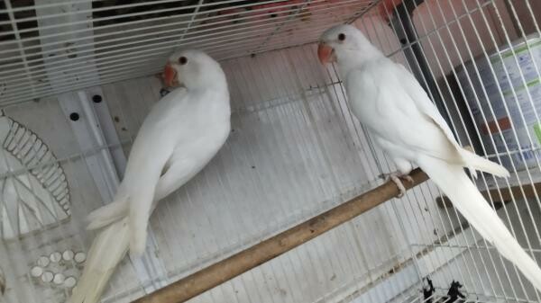 Indian ring neck  breeding pairs - 3