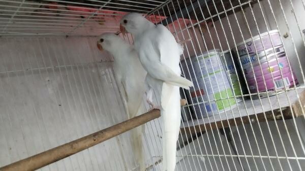 Indian ring neck  breeding pairs - 2
