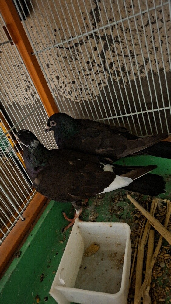 racer breeding pair - 1
