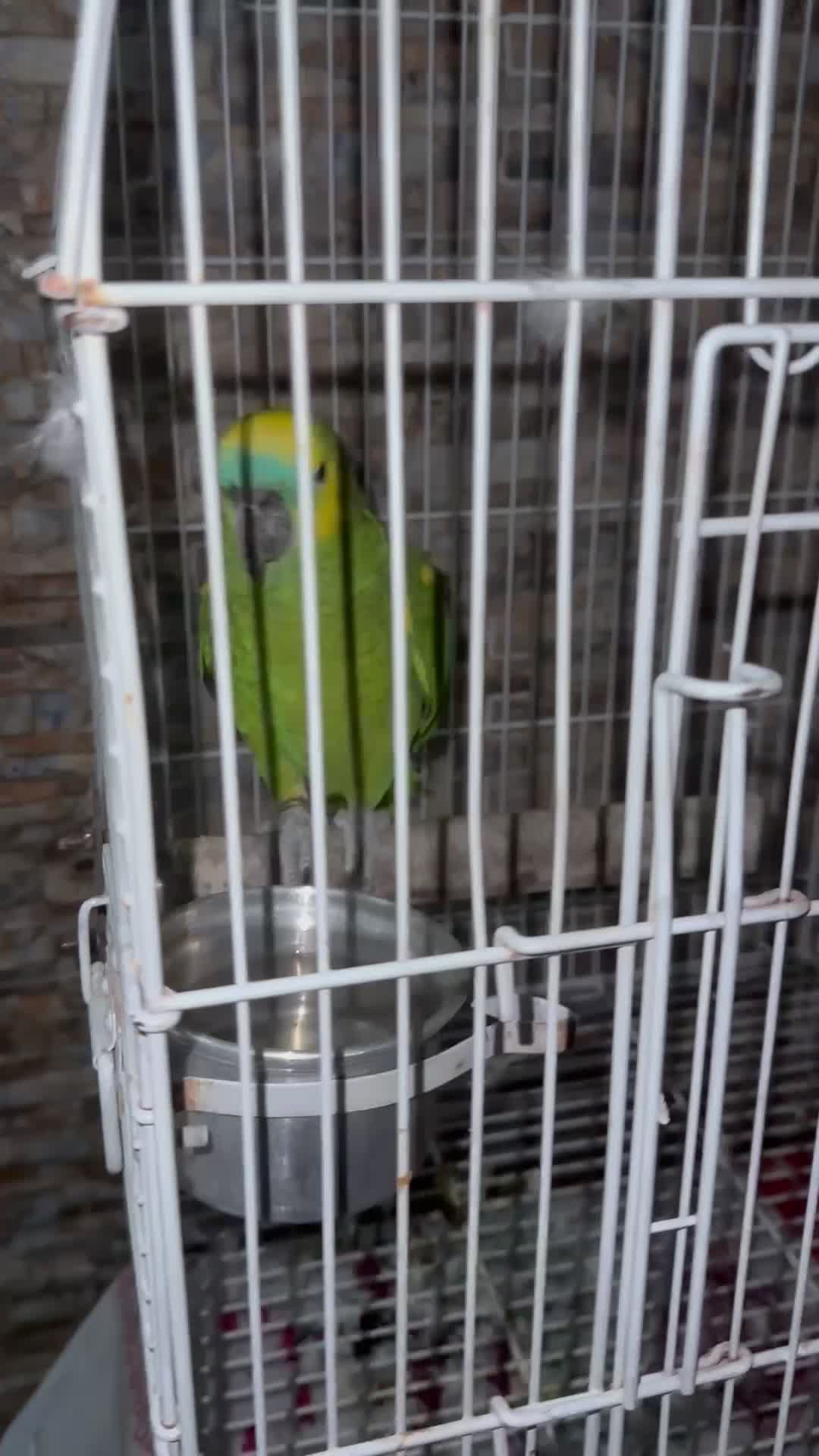 parrot for sale  - 1