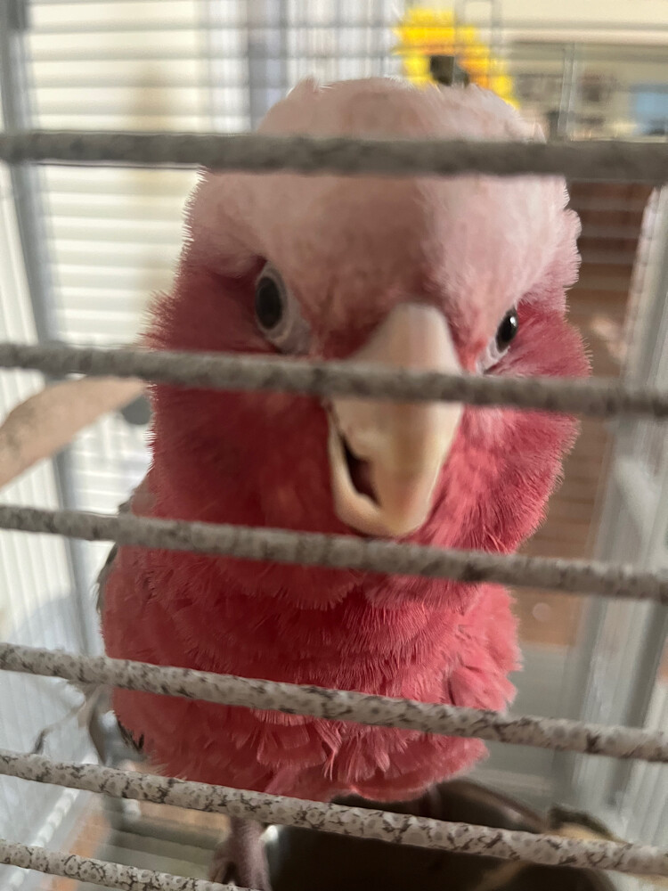 cockatoo gala - 2