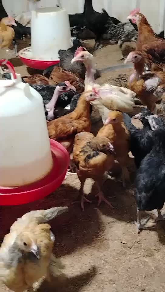 mix chicken - 1