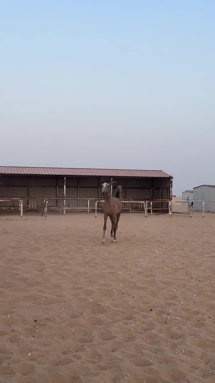 مهر عربي خصي  - 1