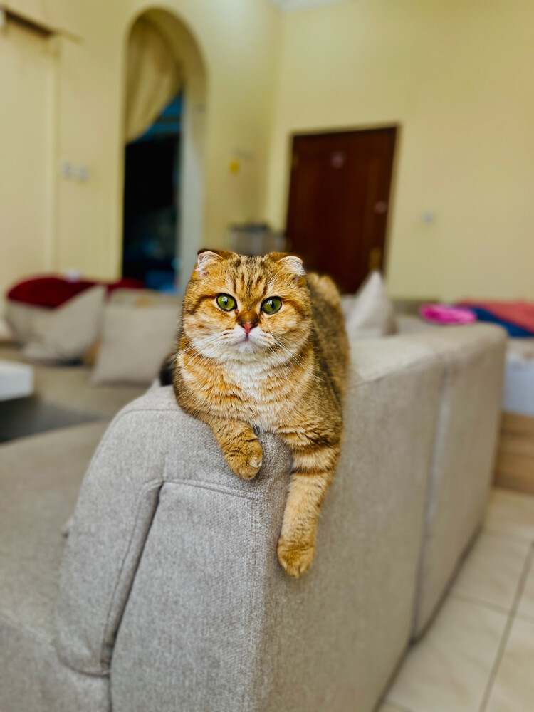  Scottish Fold Available for Mating - 2