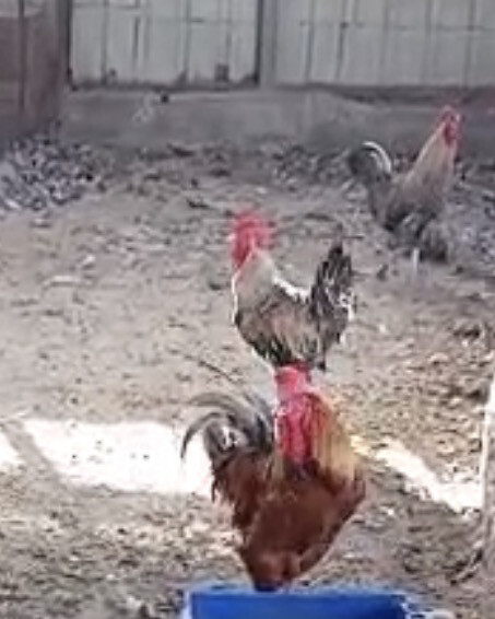 ديوك بلدية - 2