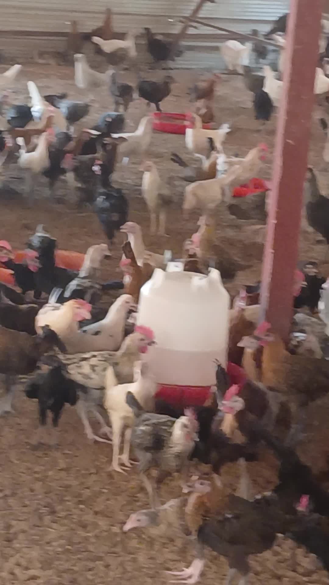 للبيع دجاج بلدي  - 1