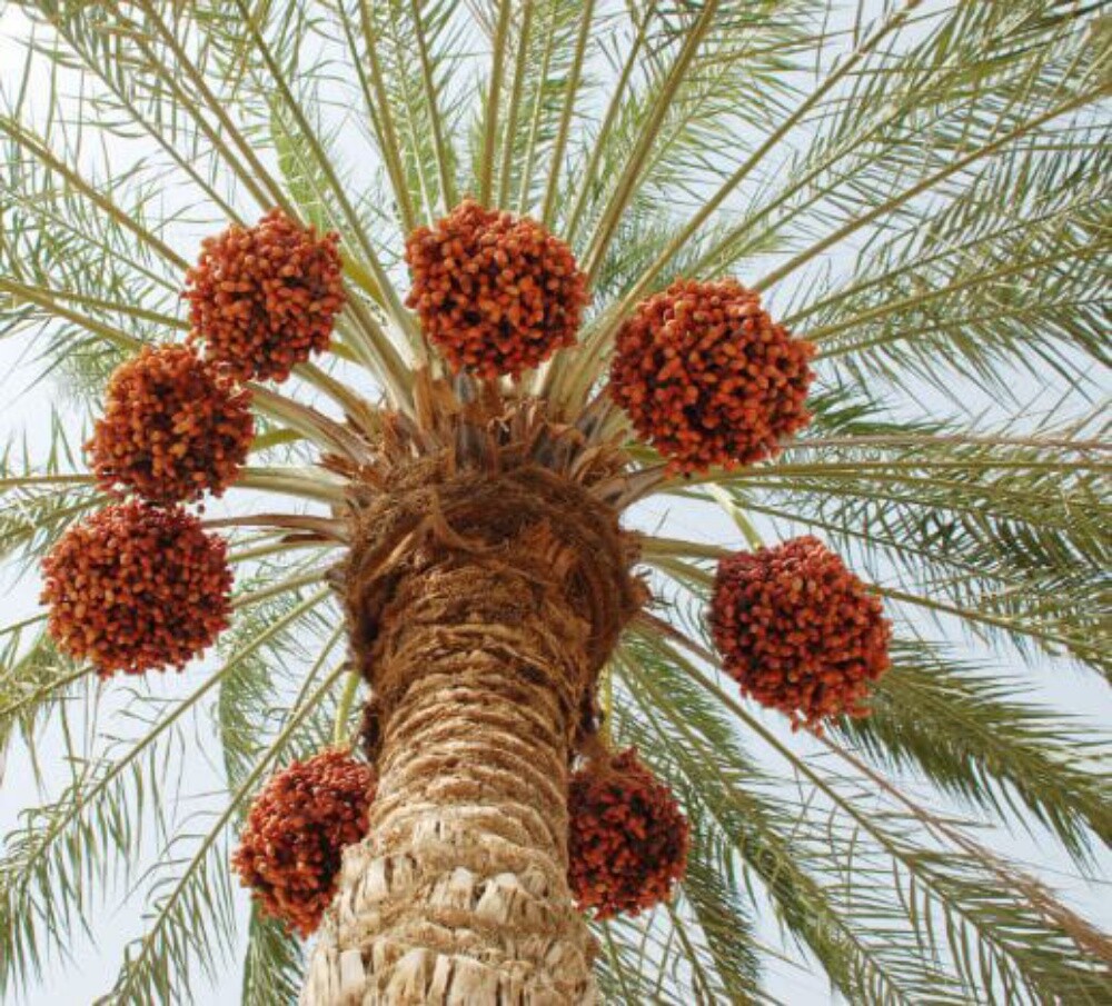 Ali Al Balushi - 2