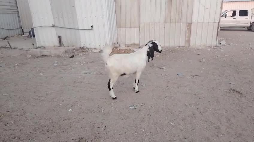 للبيع مشروكه دفيع - 1