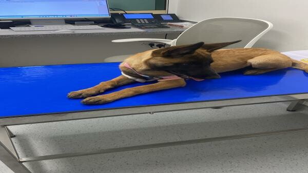 Athena Shepherd Belgian dog - 4