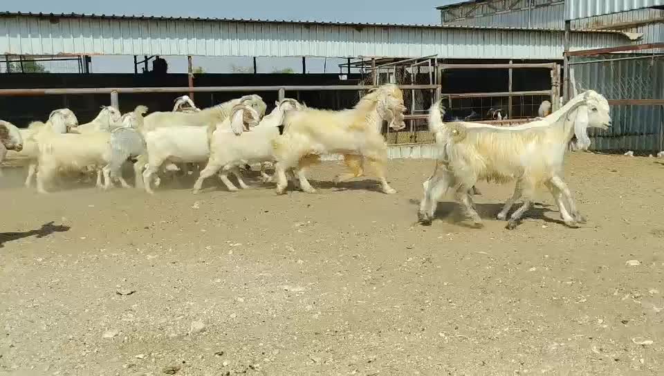 معزا مشاريك - 4