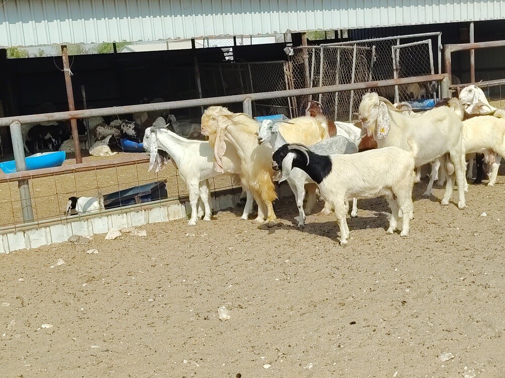 معزا مشاريك - 3