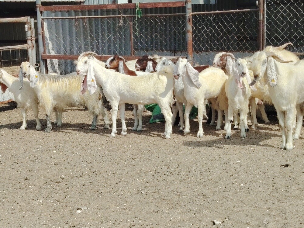معزا مشاريك - 2