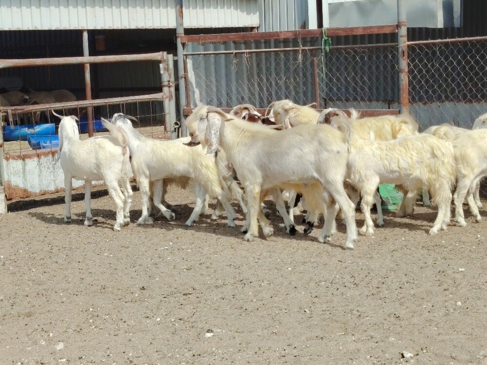 معزا مشاريك - 1