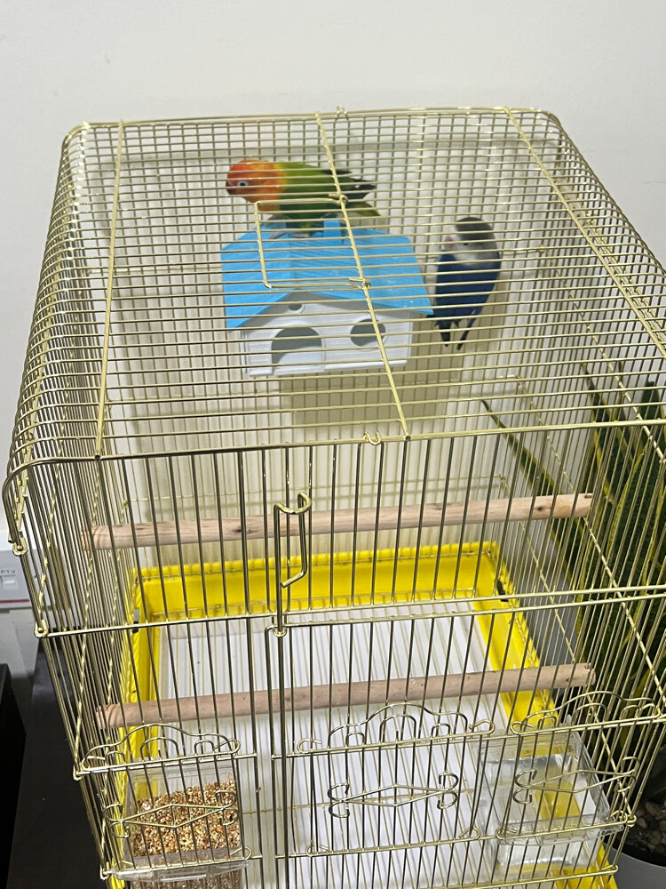 Love Birds with cage - 7