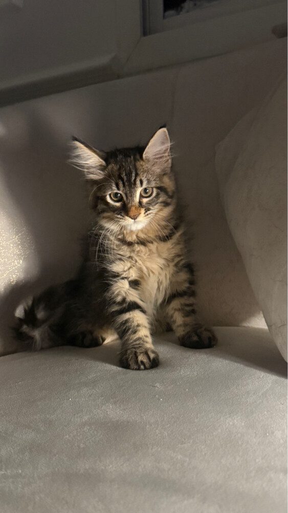 maincoon mix female - 3