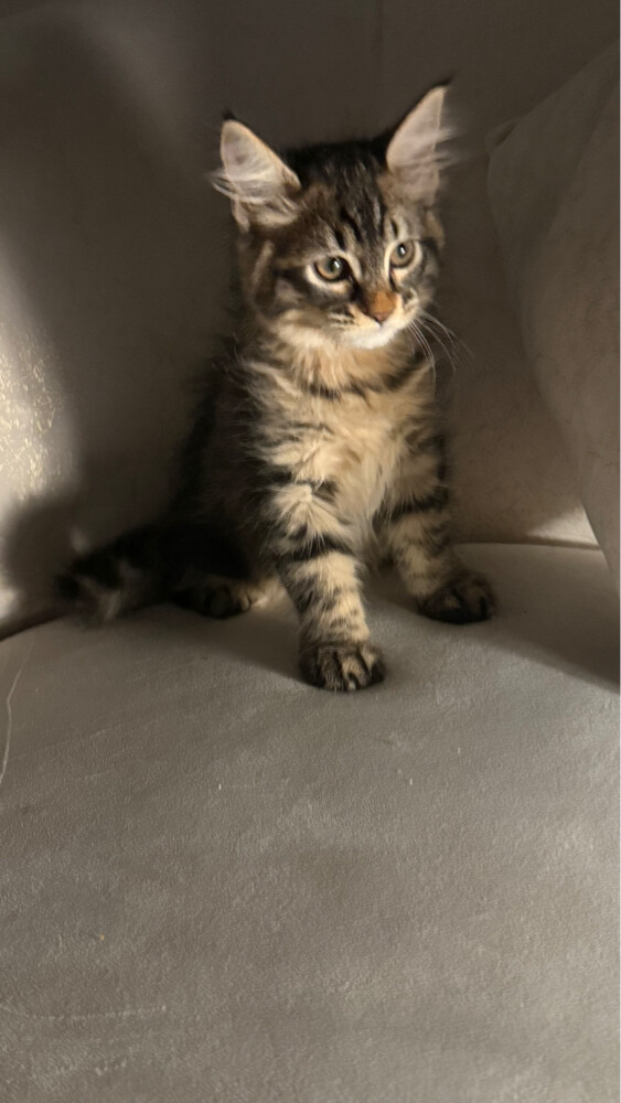 maincoon mix female - 2