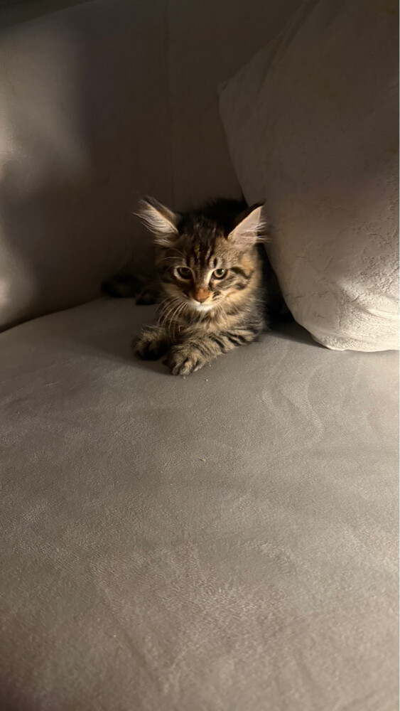maincoon mix female - 4