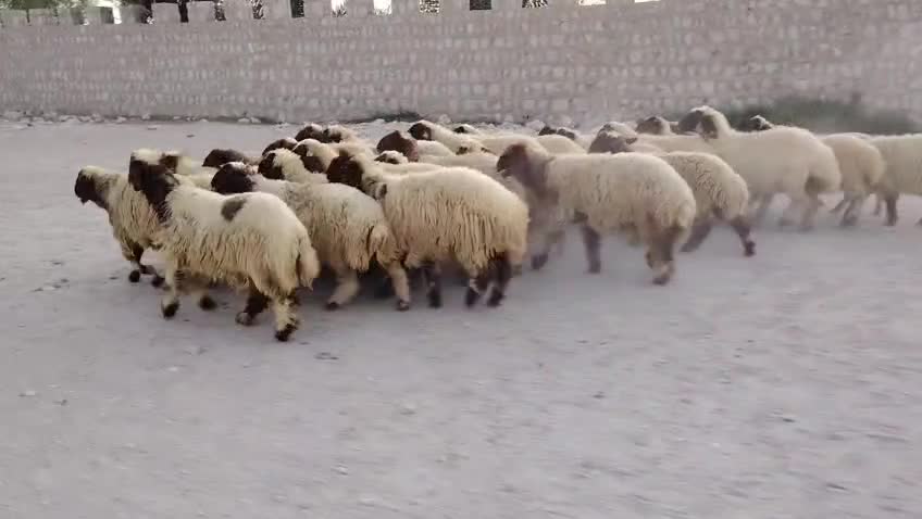 رخال - 1