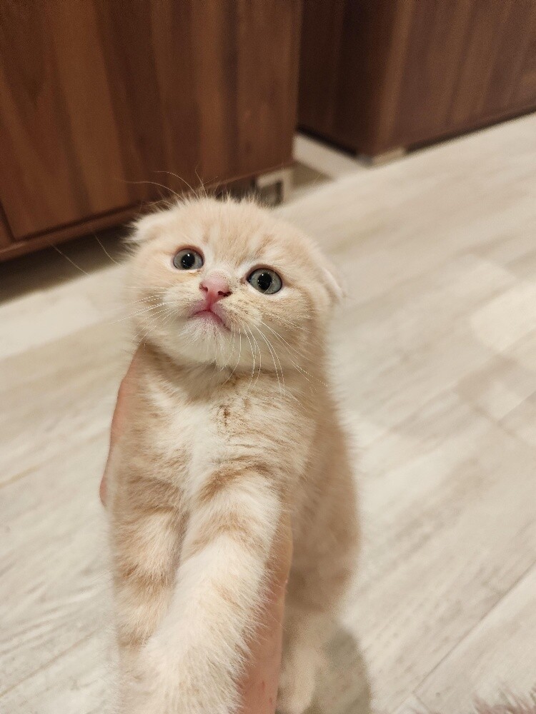 Scottish cat - 3