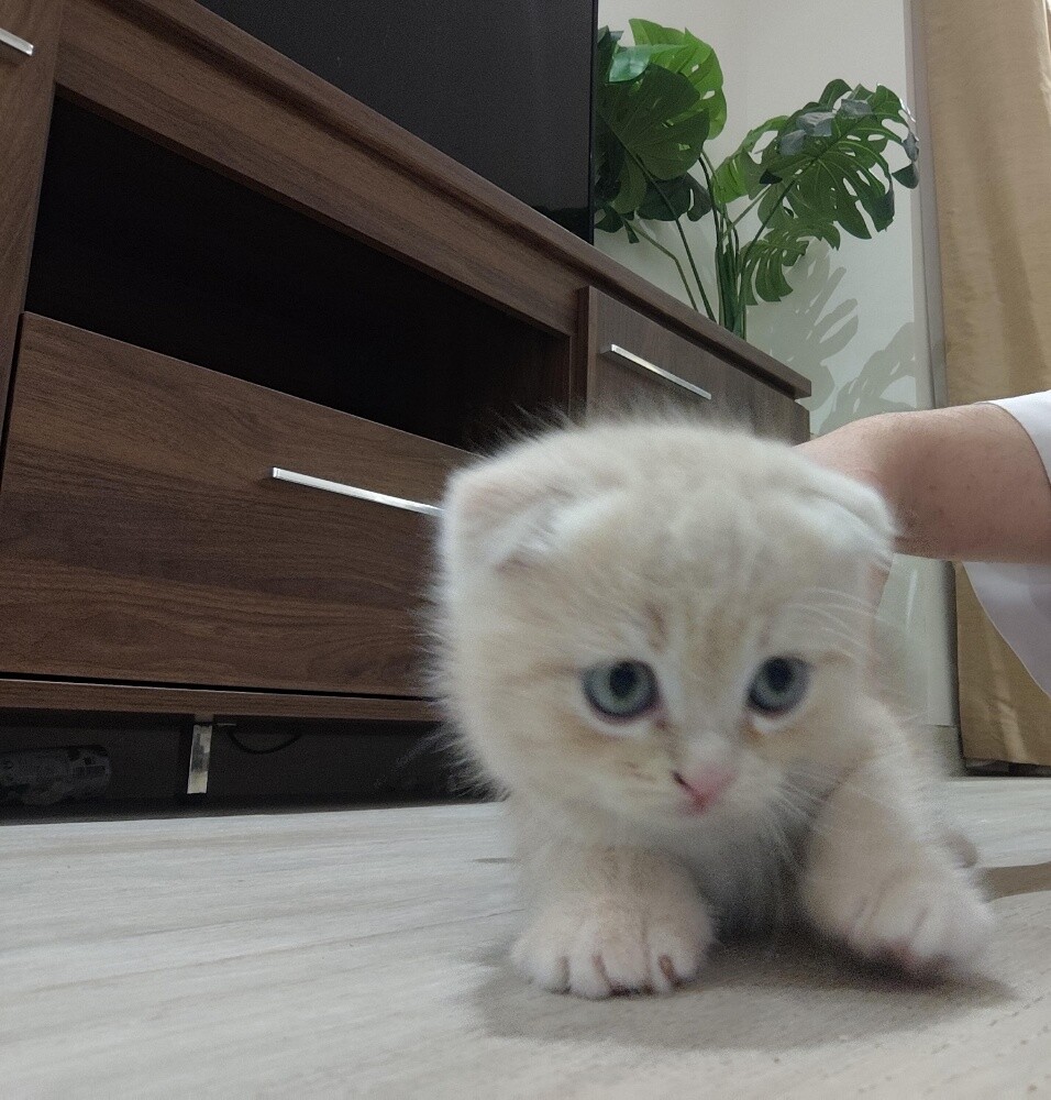 Scottish cat - 2
