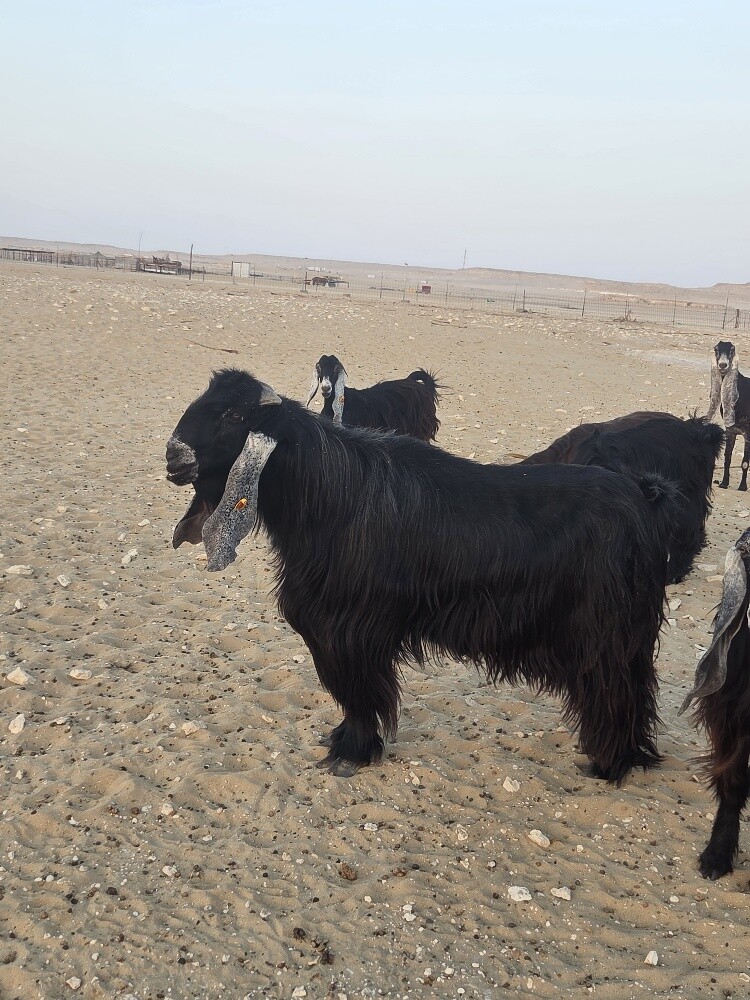 فحل عارضي طيب - 3
