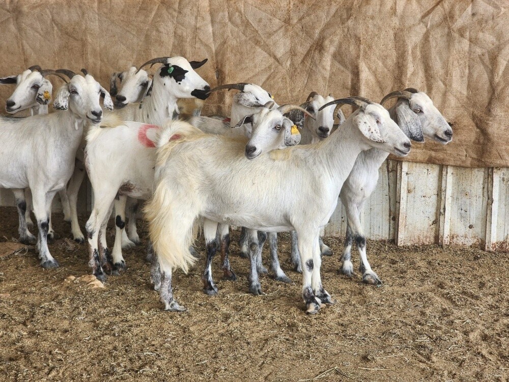 للبيع معزا عمانيات مهجنه دفيع - 3
