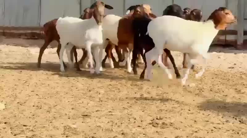 رخال بربر بيرشن - 1