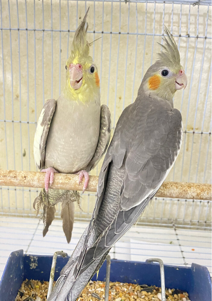  2 cocktail for sale =Qr300 - 1