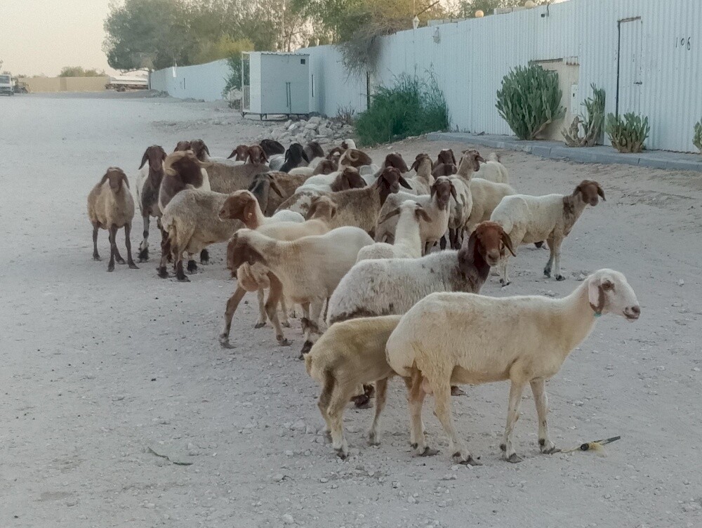 شويهات سوريا - 2