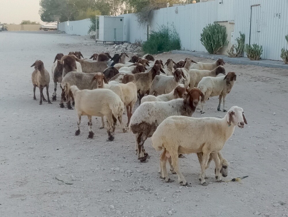 شويهات سوريا - 1