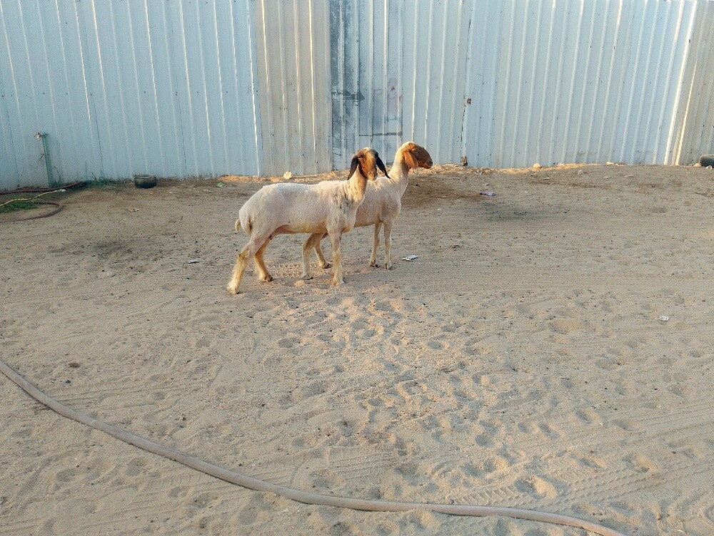 شويهات سوريا - 2