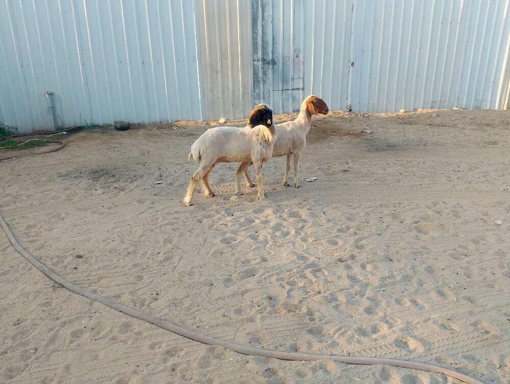 شويهات سوريا - 3